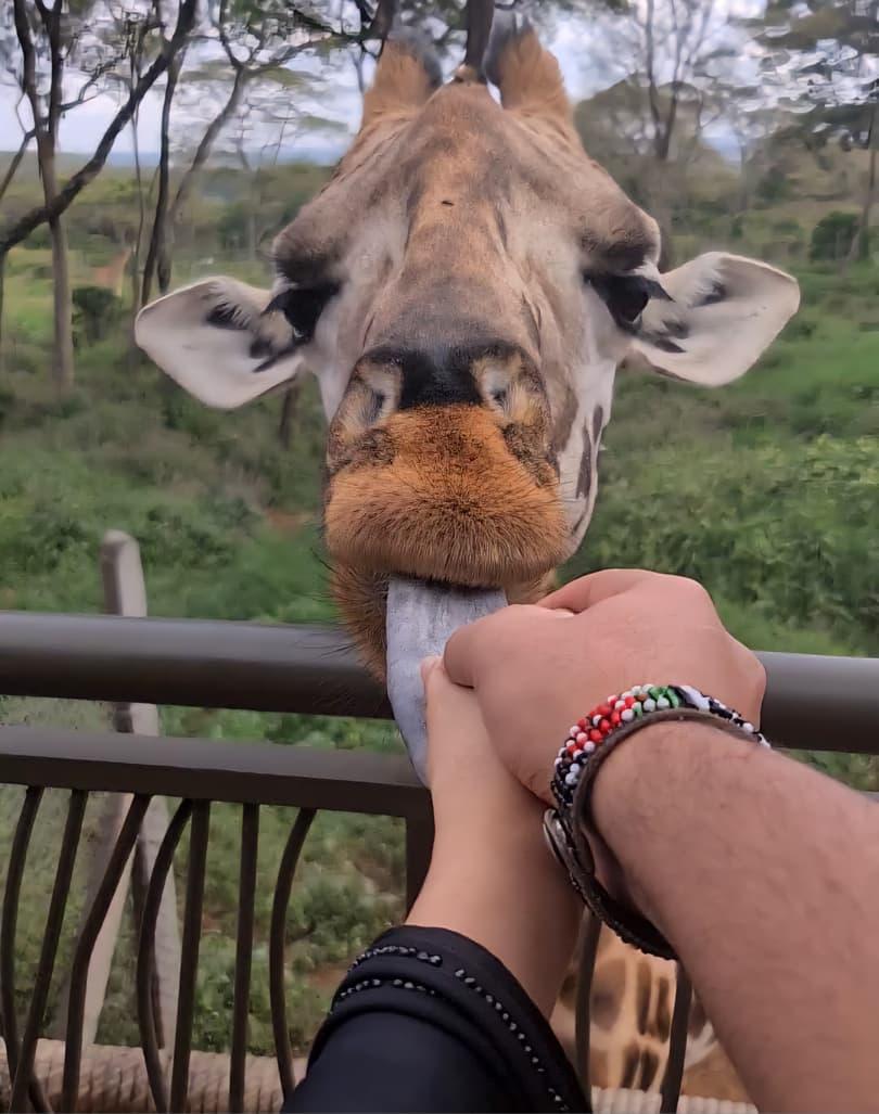 Feed a Giraffe