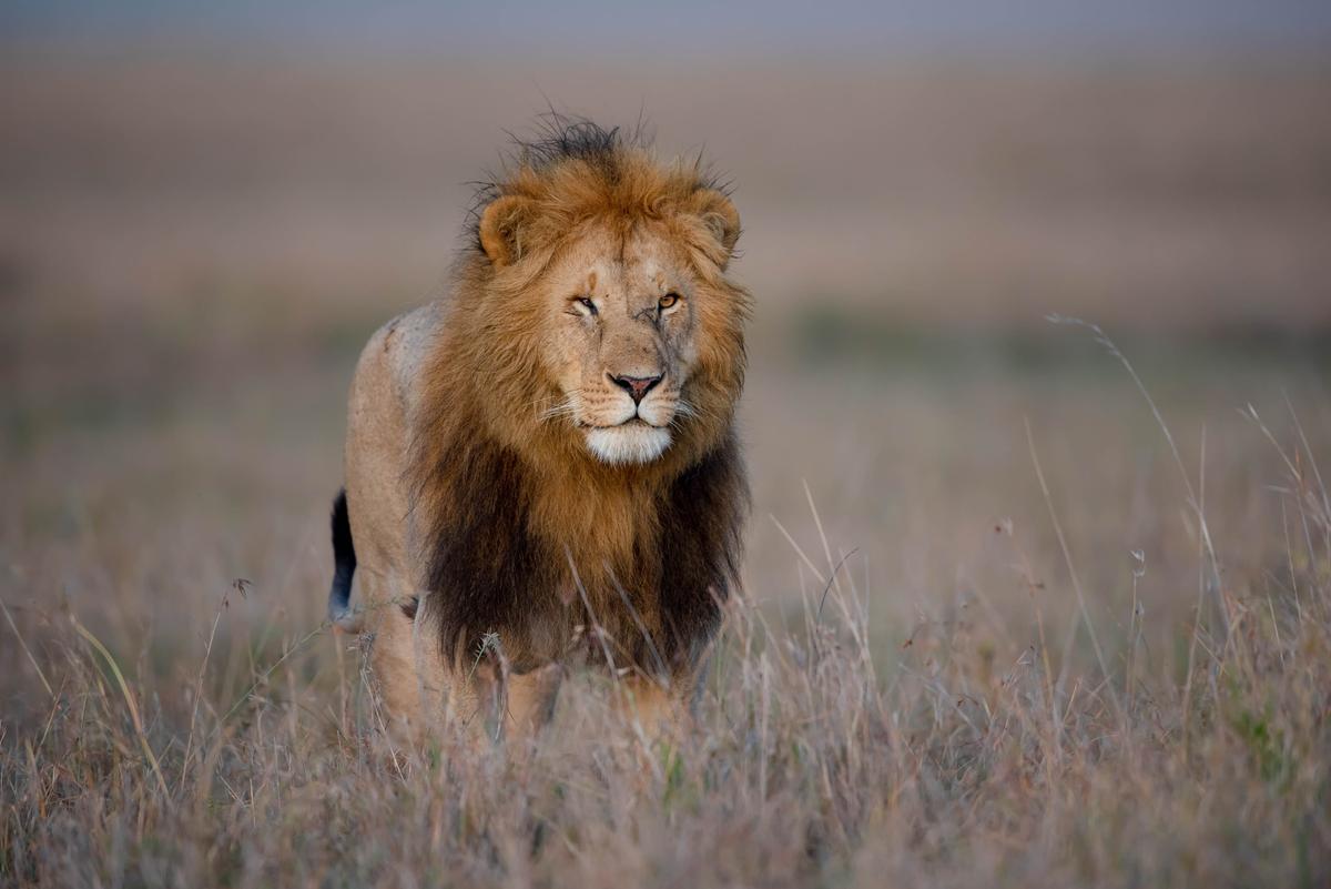 Birdlife in Amboseli