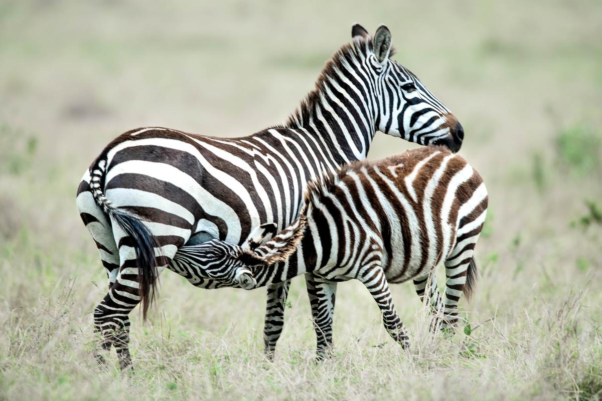 Tsavo West landscape