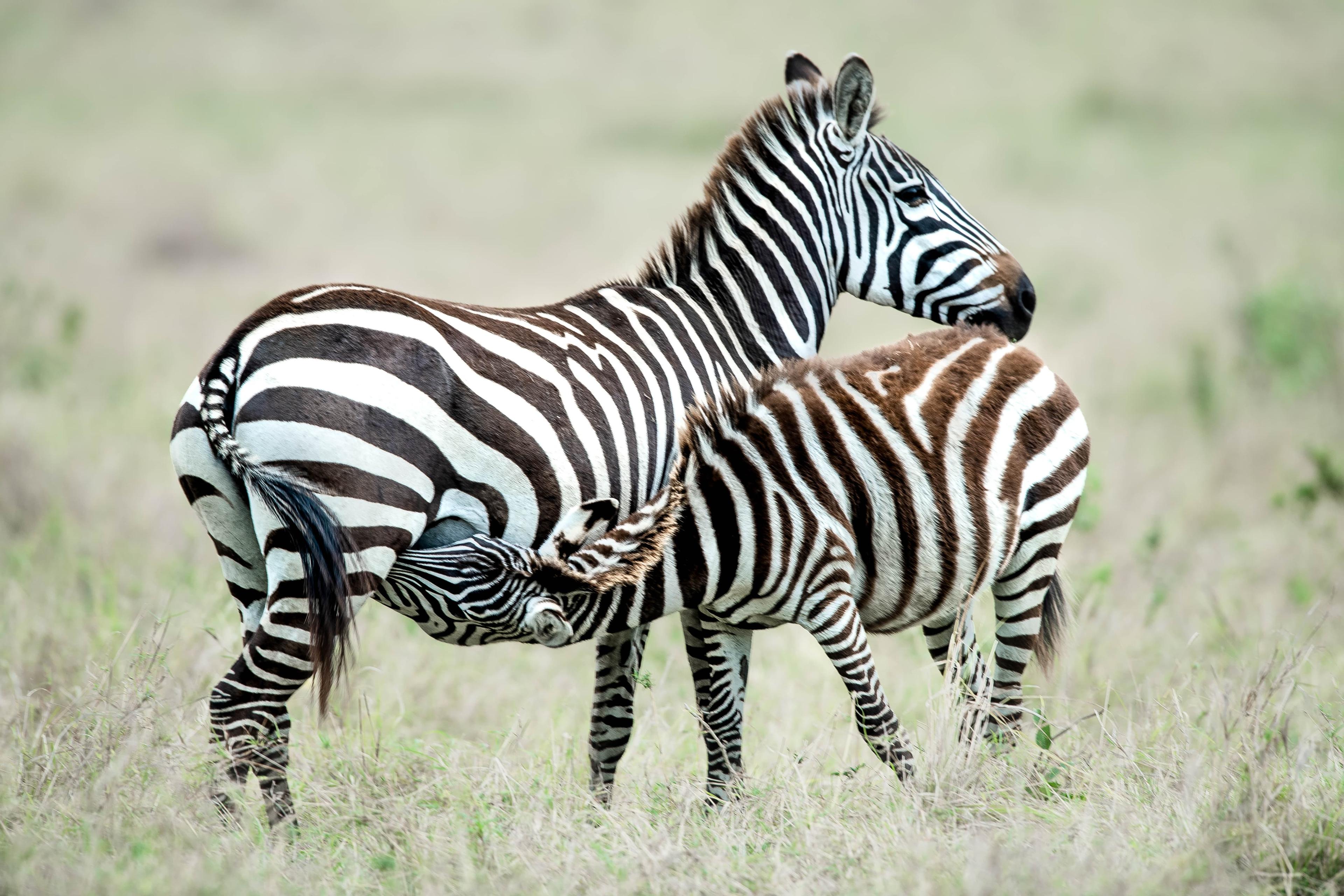 Rhino in Tsavo West Sanctuary
