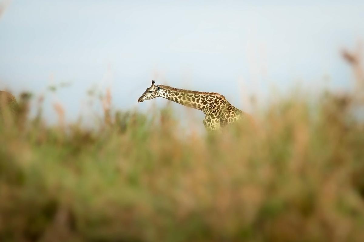 Masai Mara landscape