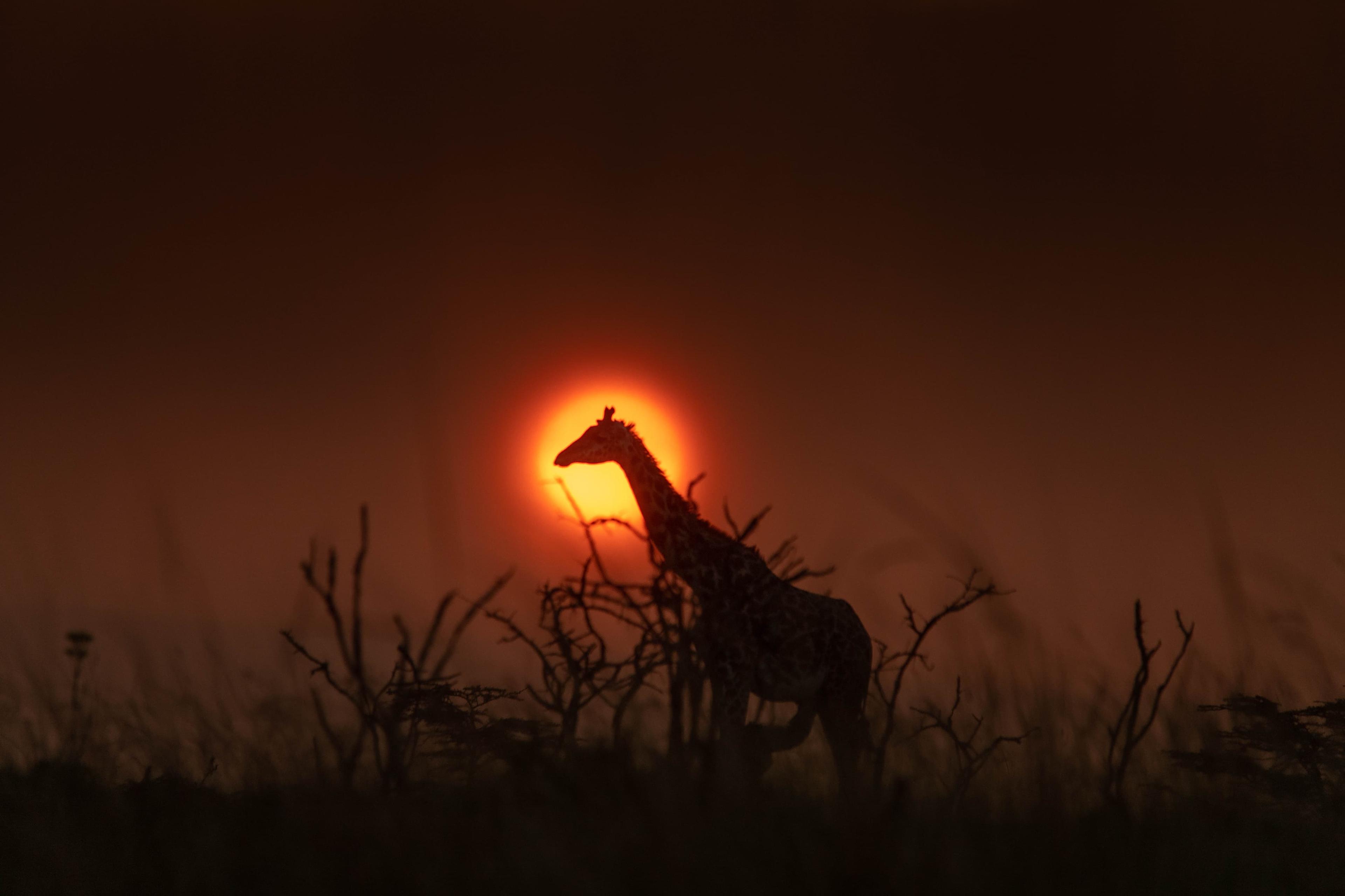 Underwater hippo viewing at Mzima Springs