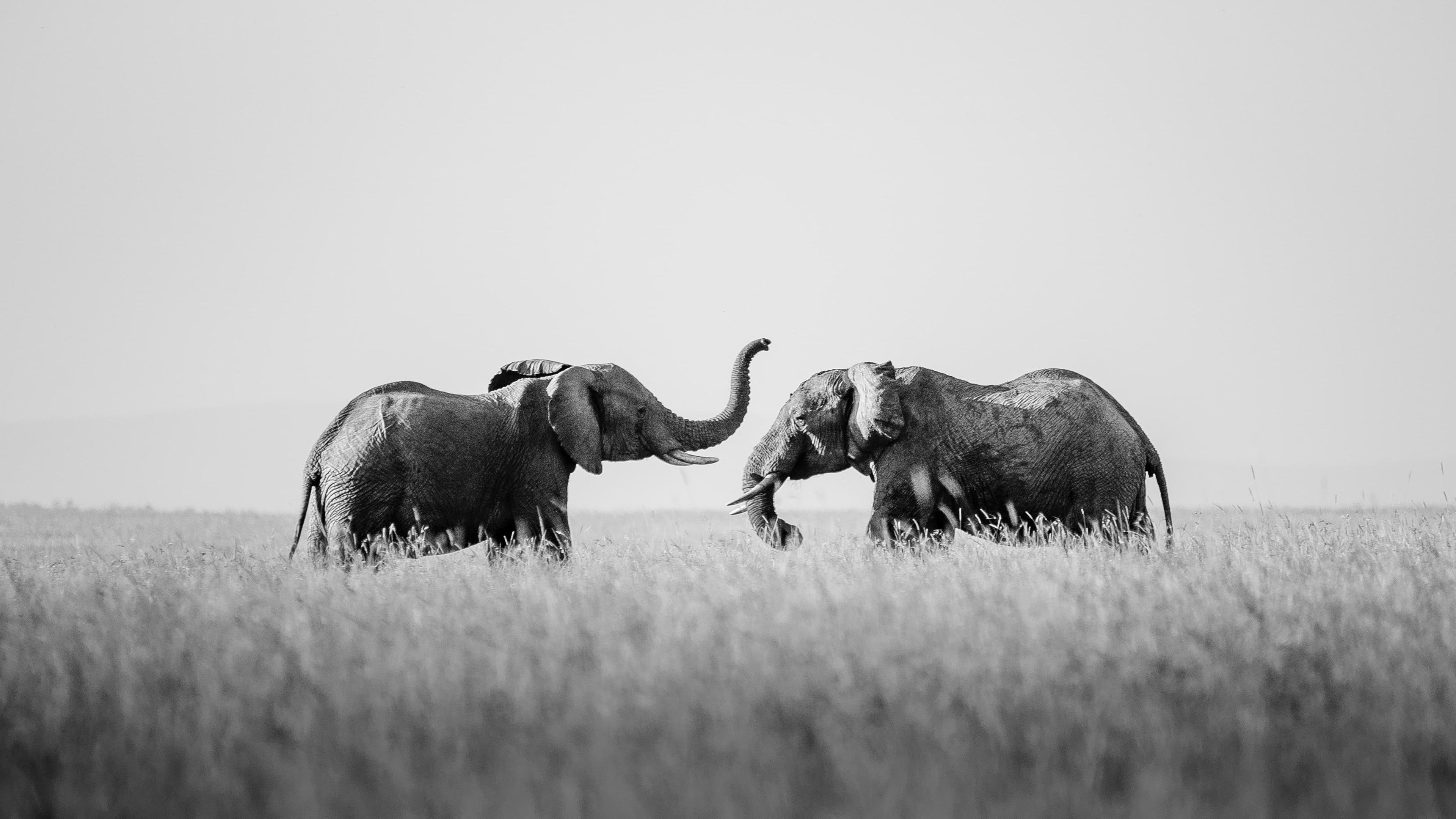 Amboseli plains