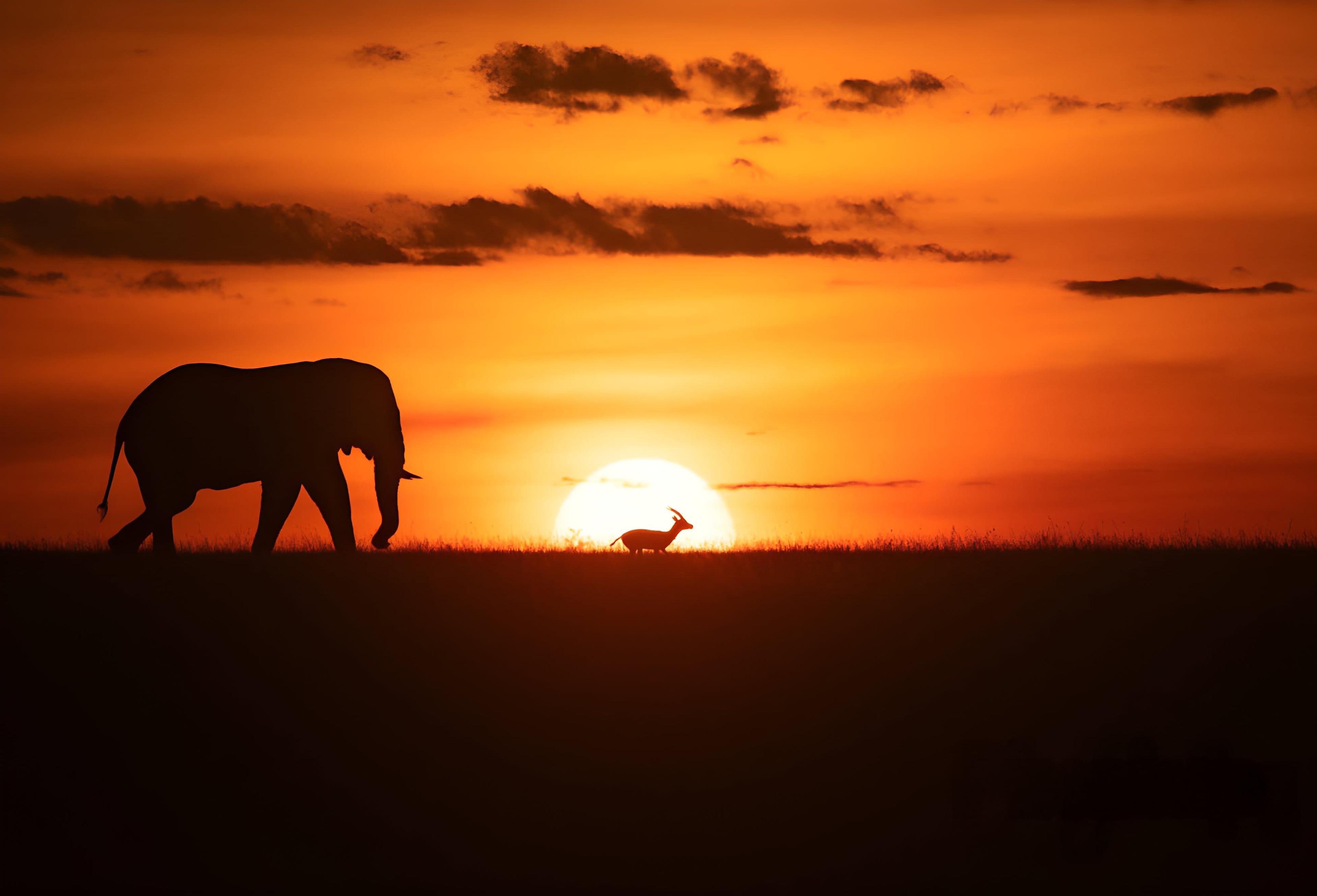 Witness Majestic Wildlife Up Close