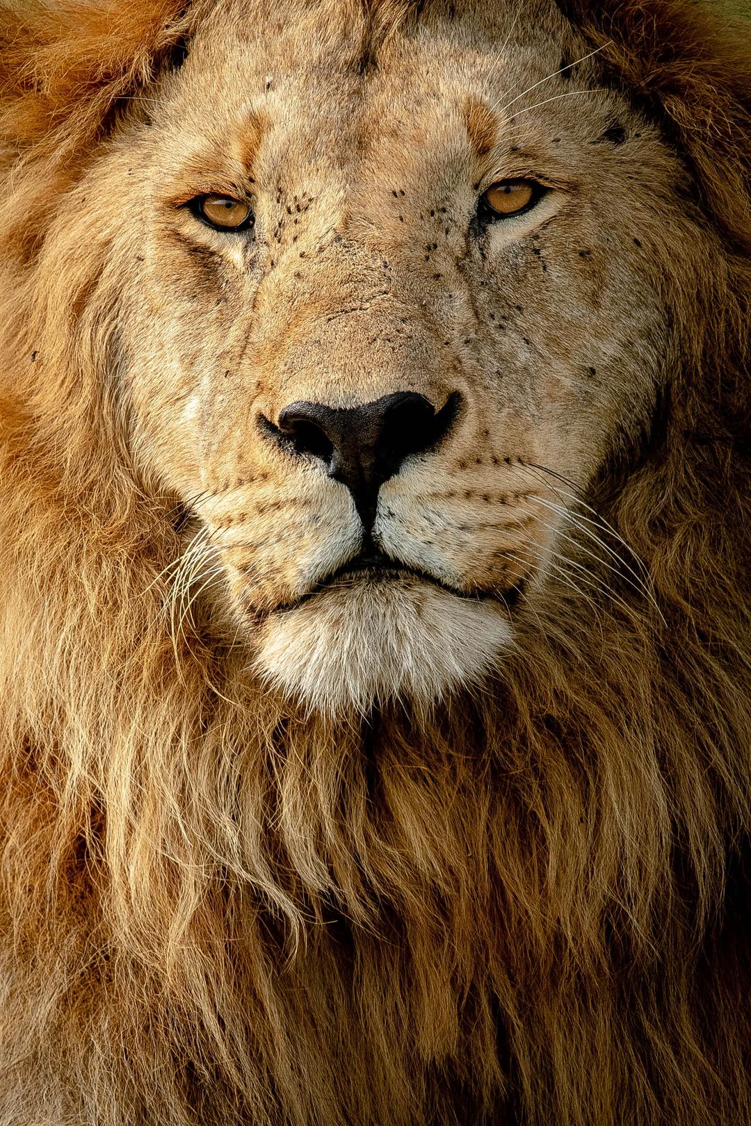 Giraffe on the plains