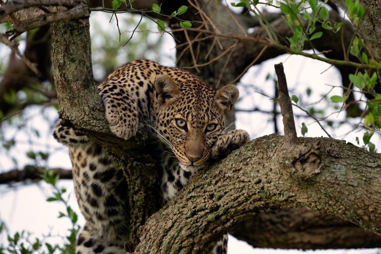 Scenic Flights, Unforgettable Tourist Memories