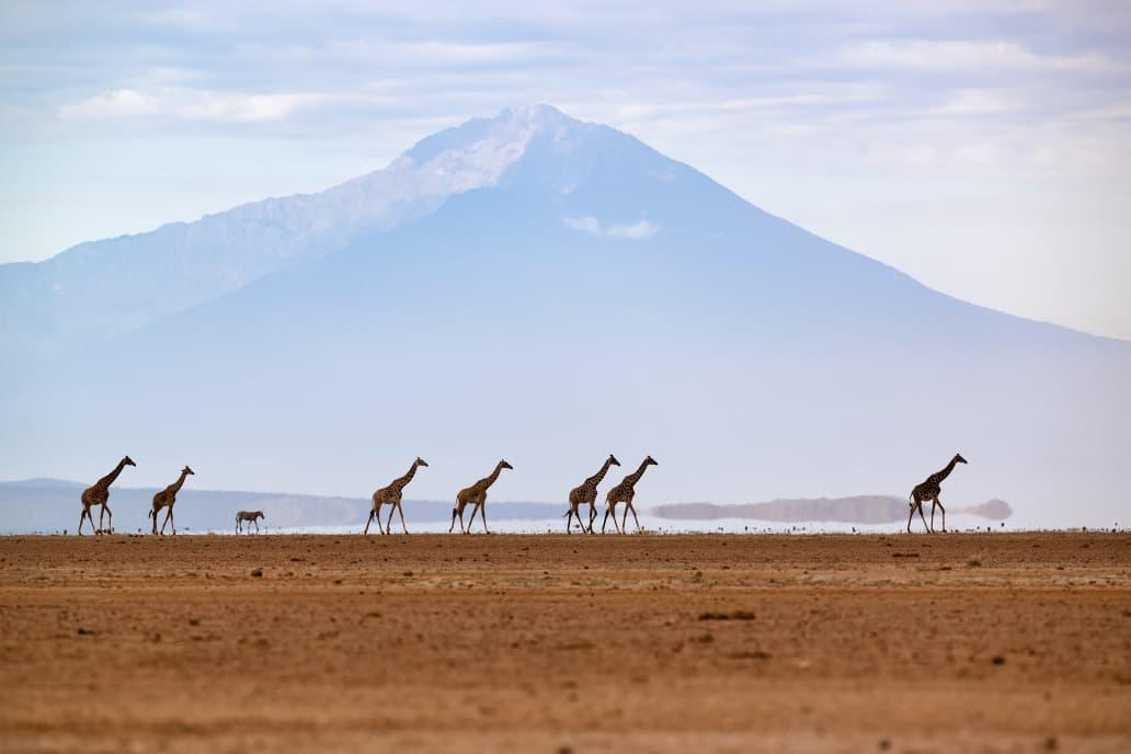 Wildlife in Taita Hills Sanctuary