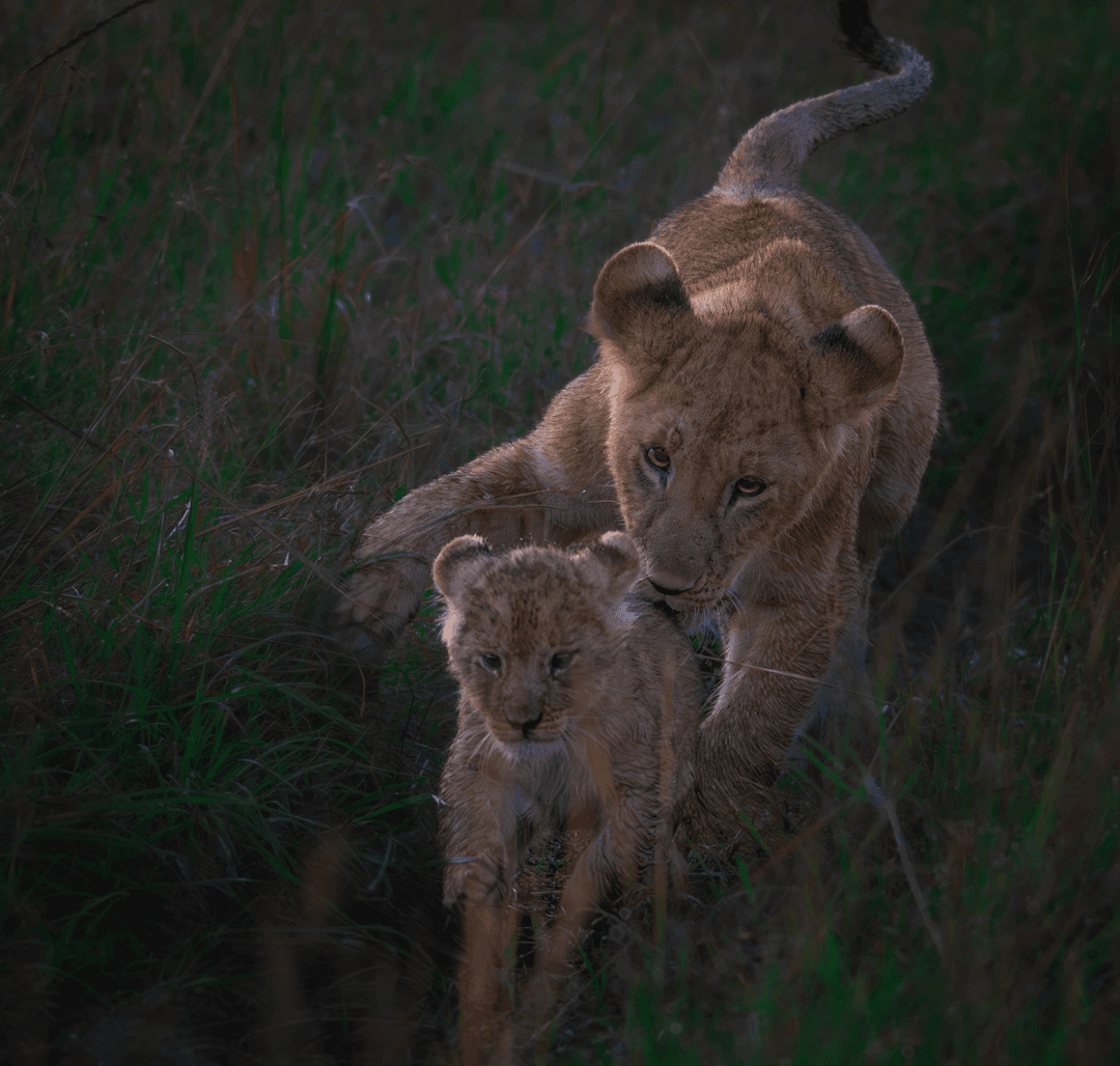 Colorful bird species