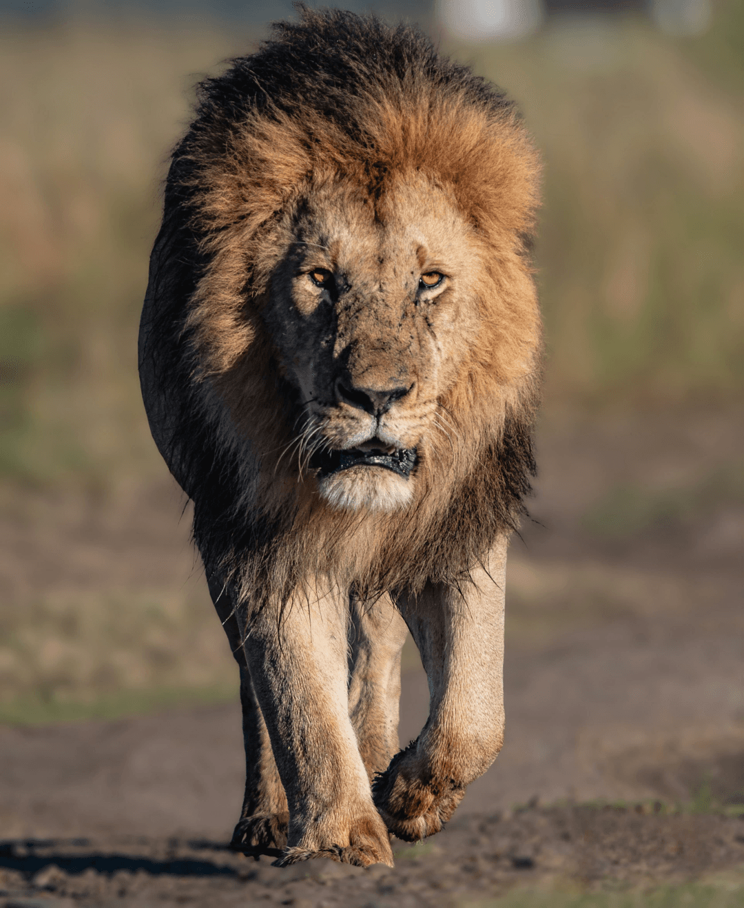 Elephant in Amboseli