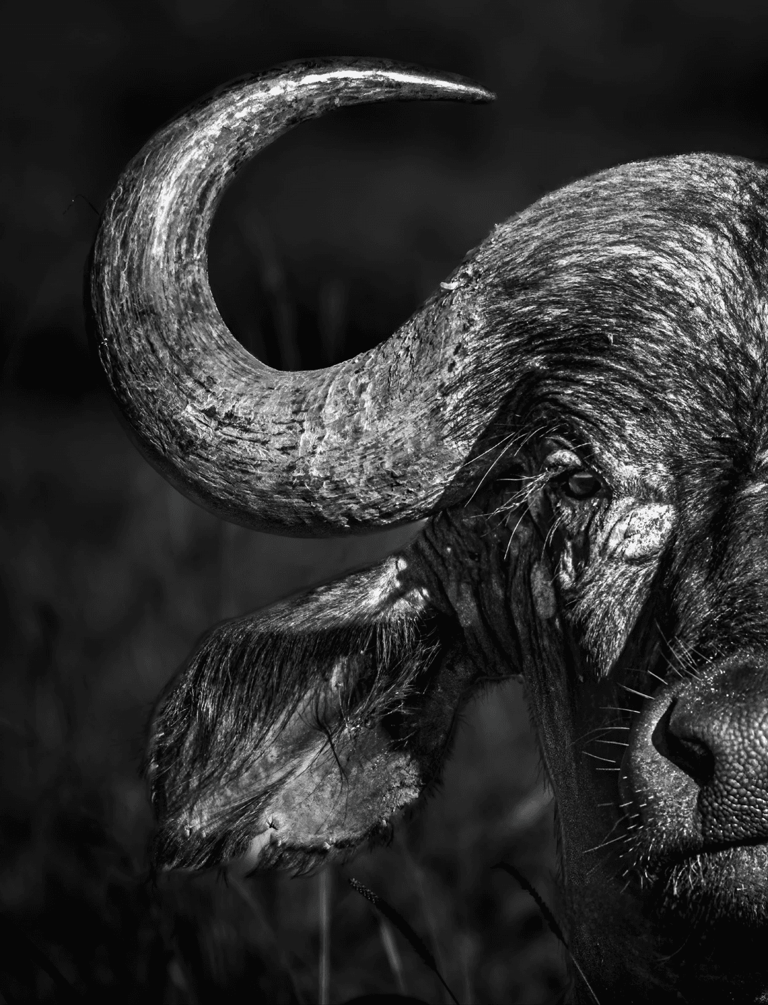 Cheetah stalking prey