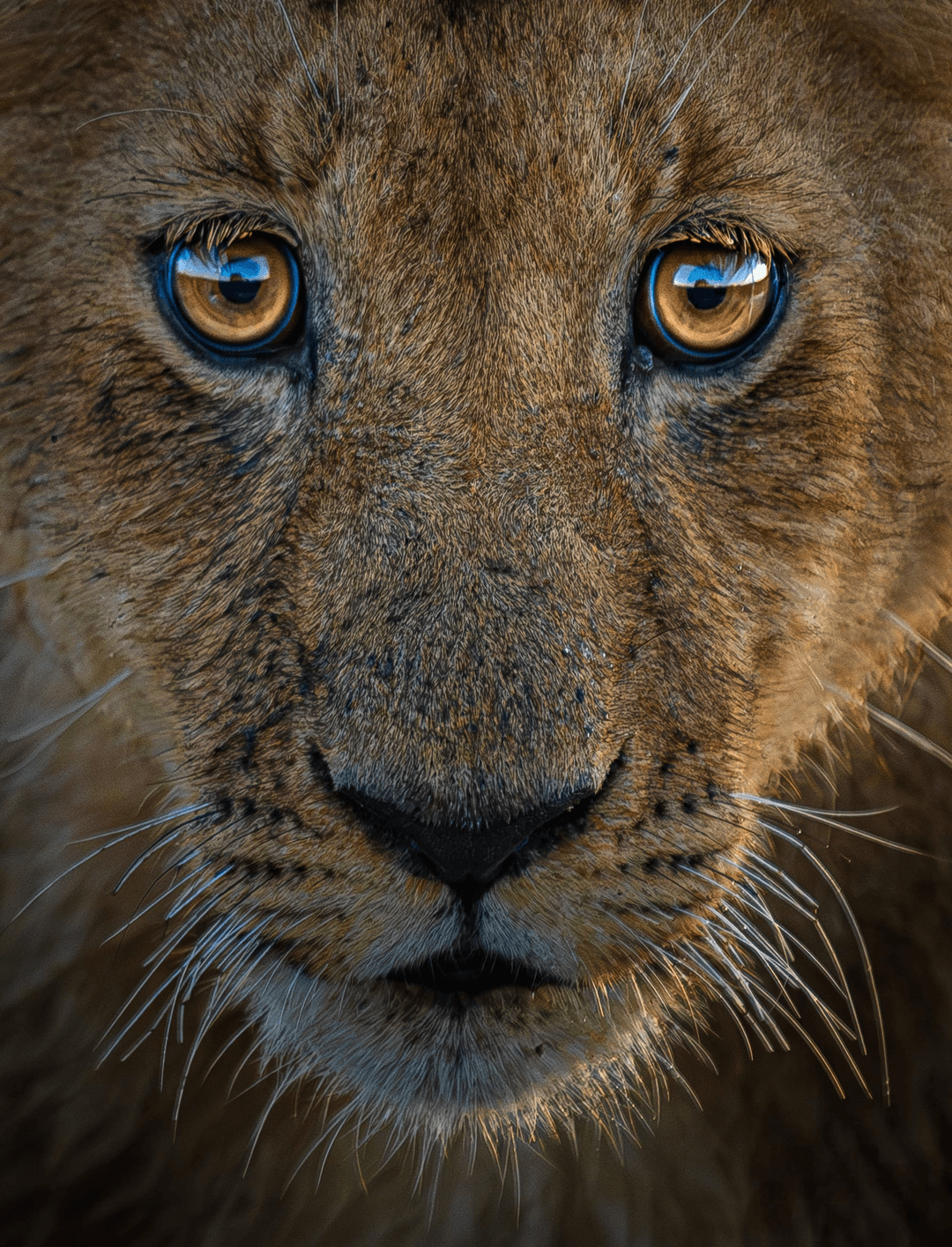 Wildebeest migration